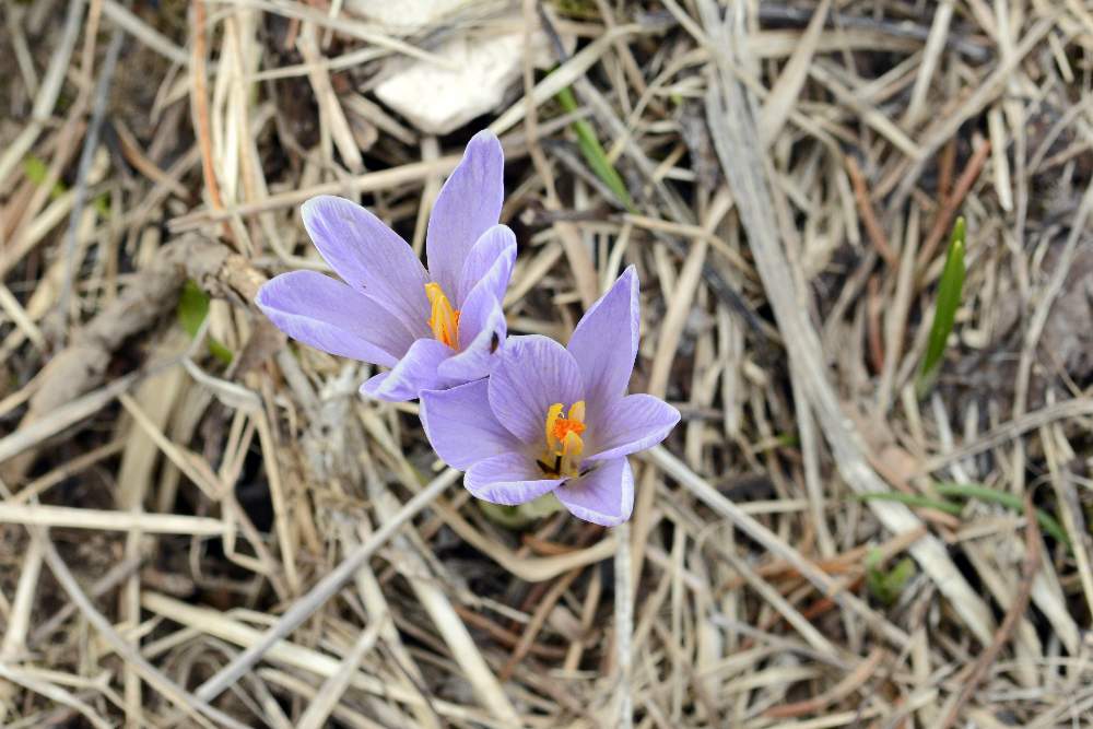 Crocus vernus